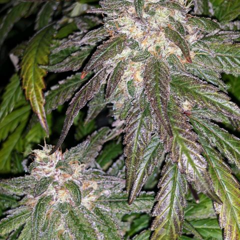 Papaya Sherbet™ growlog timeline photo