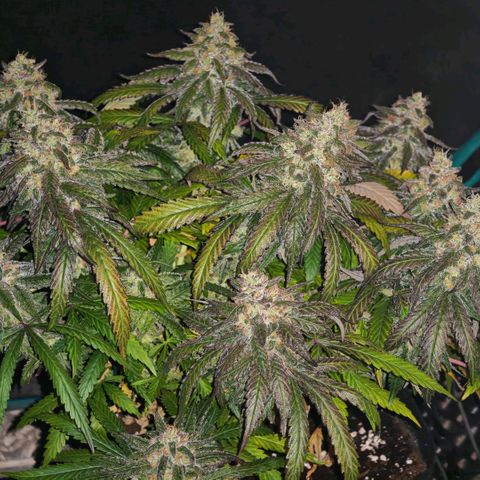 Papaya Sherbet™ growlog timeline photo