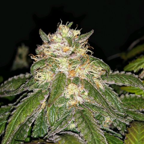Papaya Sherbet™ growlog timeline photo