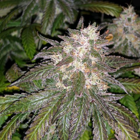 Papaya Sherbet™ growlog timeline photo