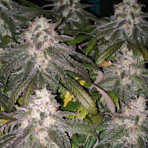 Papaya Sherbet™ growlog timeline photo