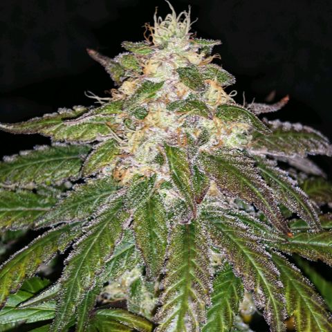 Papaya Sherbet™ growlog timeline photo