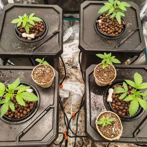 Papaya Sherbet DWC growlog timeline photo
