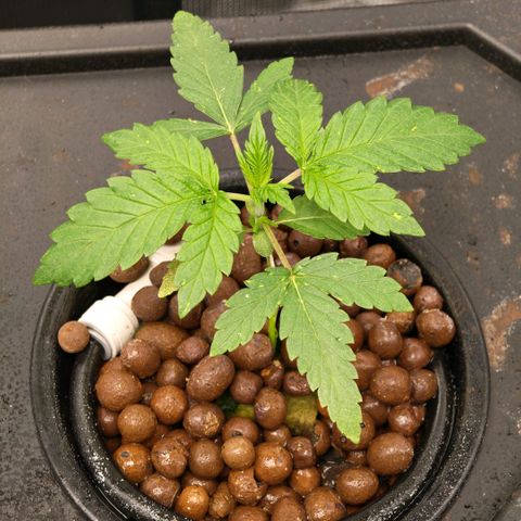 Papaya Sherbet DWC growlog timeline photo