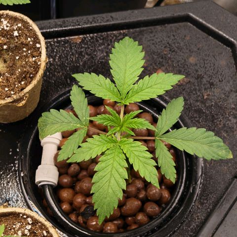 Papaya Sherbet DWC growlog timeline photo