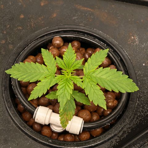 Papaya Sherbet DWC growlog timeline photo