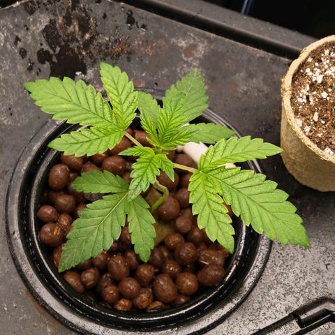 Papaya Sherbet DWC growlog timeline photo