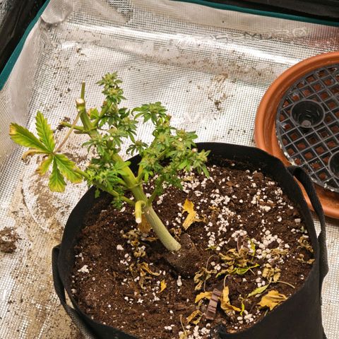 Papaya Sherbet™ growlog timeline photo