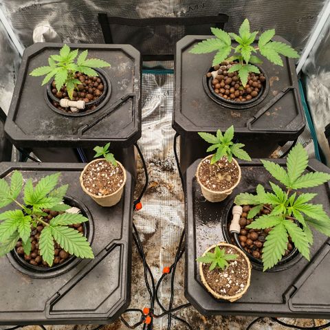 Papaya Sherbet DWC growlog timeline photo