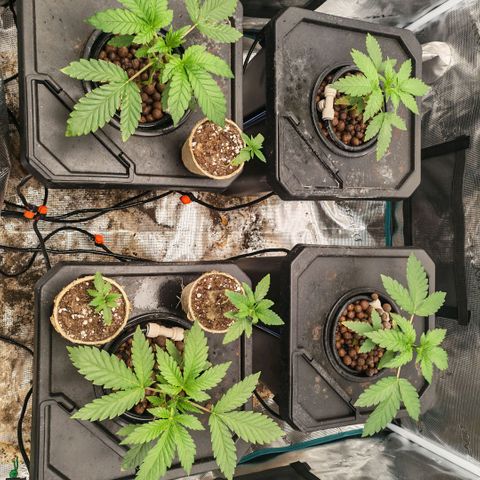 Papaya Sherbet DWC growlog timeline photo