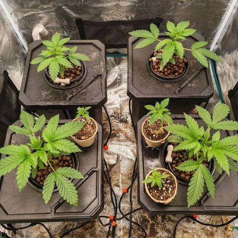 Papaya Sherbet DWC growlog timeline photo
