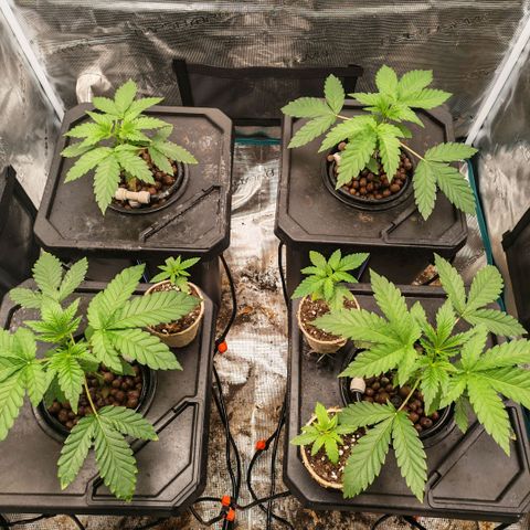 Papaya Sherbet DWC growlog timeline photo
