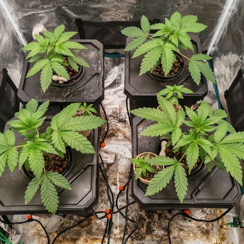Papaya Sherbet DWC growlog timeline photo