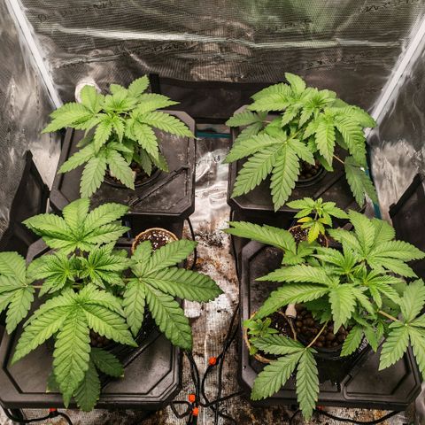 Papaya Sherbet DWC growlog timeline photo