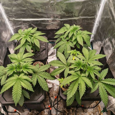 Papaya Sherbet DWC growlog timeline photo