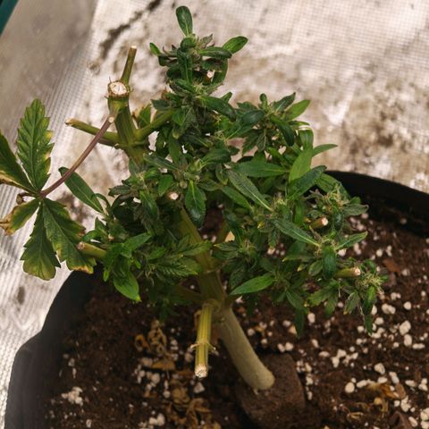 Papaya Sherbet™ growlog timeline photo