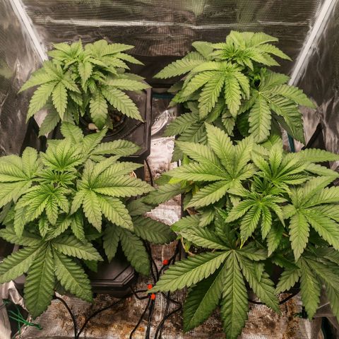 Papaya Sherbet DWC growlog timeline photo