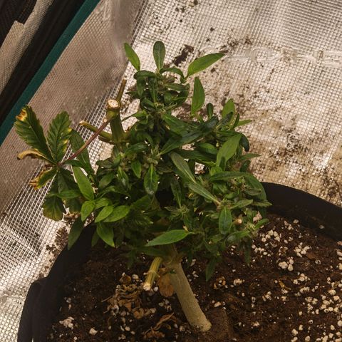 Papaya Sherbet™ growlog timeline photo