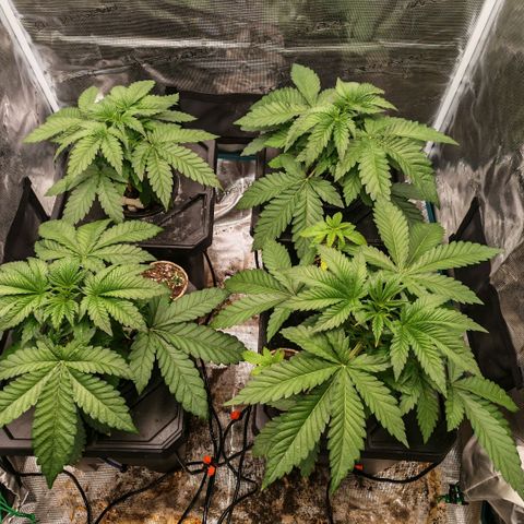 Papaya Sherbet DWC growlog timeline photo