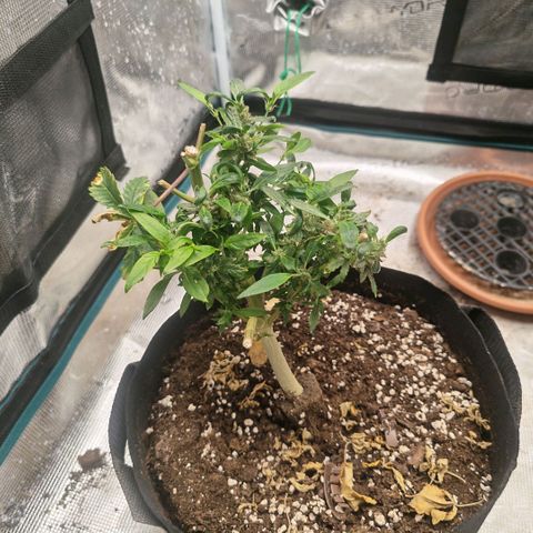 Papaya Sherbet™ growlog timeline photo