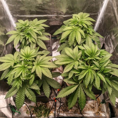 Papaya Sherbet DWC growlog timeline photo