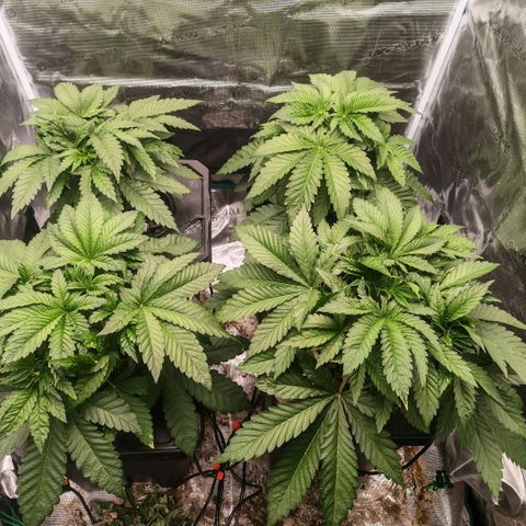 Papaya Sherbet DWC growlog timeline photo