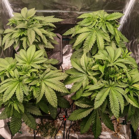 Papaya Sherbet DWC growlog timeline photo