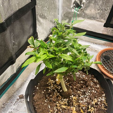 Papaya Sherbet™ growlog timeline photo