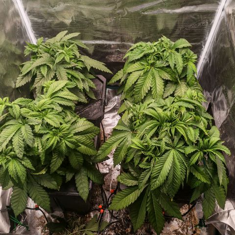 Papaya Sherbet DWC growlog timeline photo
