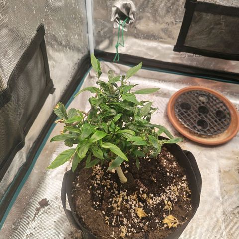Papaya Sherbet™ growlog timeline photo