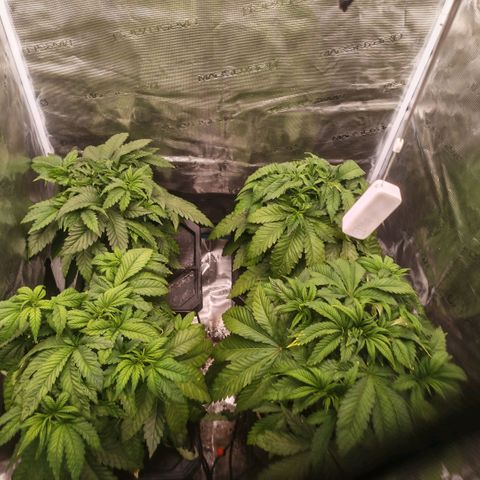 Papaya Sherbet DWC growlog timeline photo