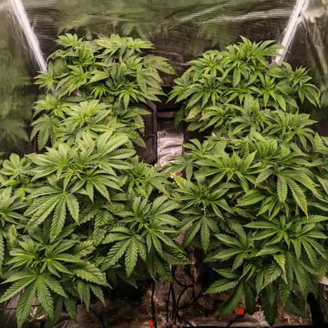 Papaya Sherbet DWC growlog timeline photo
