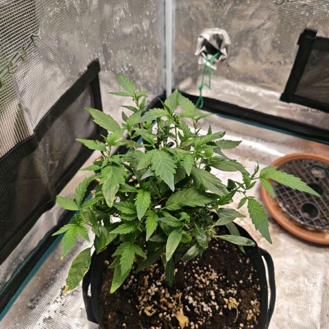 Papaya Sherbet™ growlog timeline photo