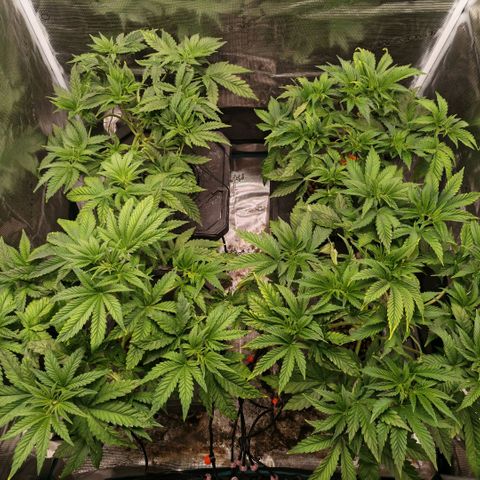 Papaya Sherbet DWC growlog timeline photo