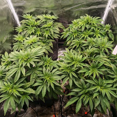 Papaya Sherbet DWC growlog timeline photo
