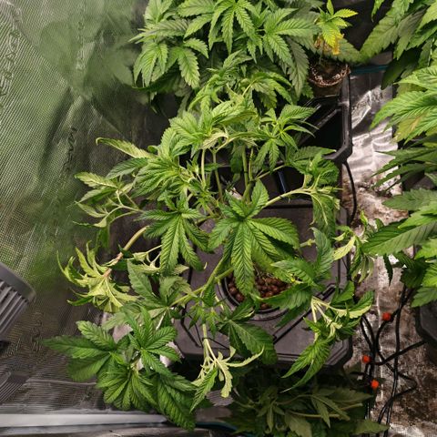 Papaya Sherbet DWC growlog timeline photo