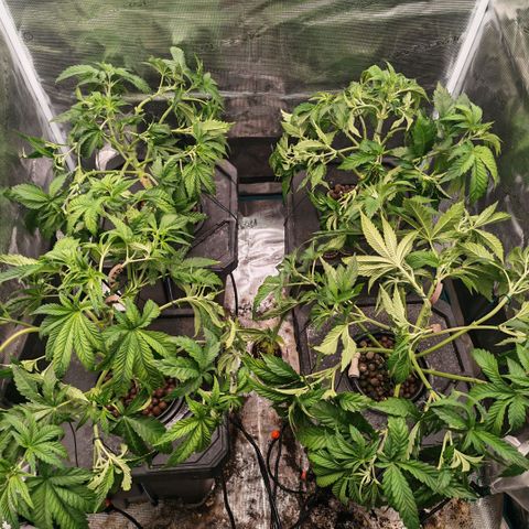 Papaya Sherbet DWC growlog timeline photo