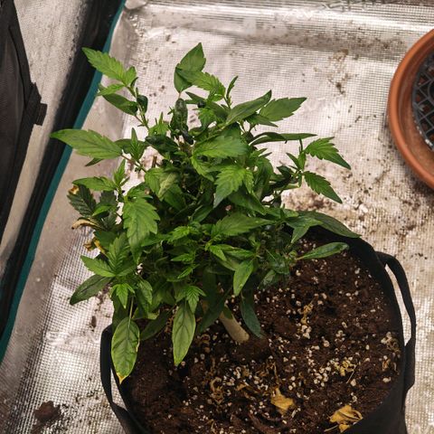 Papaya Sherbet™ growlog timeline photo