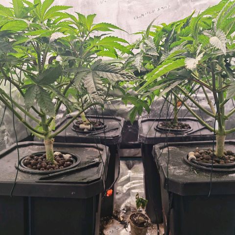 Papaya Sherbet DWC growlog timeline photo