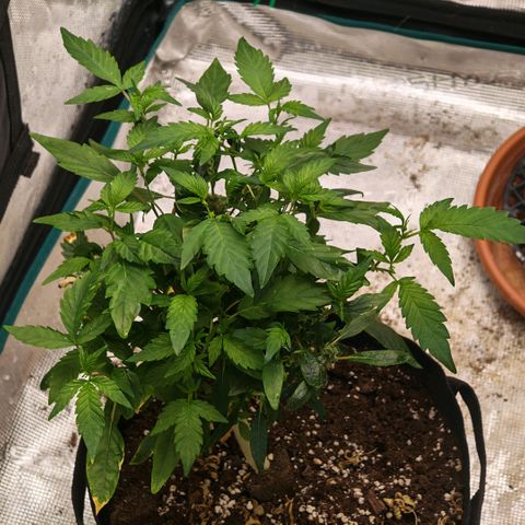 Papaya Sherbet™ growlog timeline photo