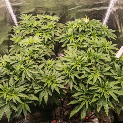 Papaya Sherbet DWC growlog timeline photo