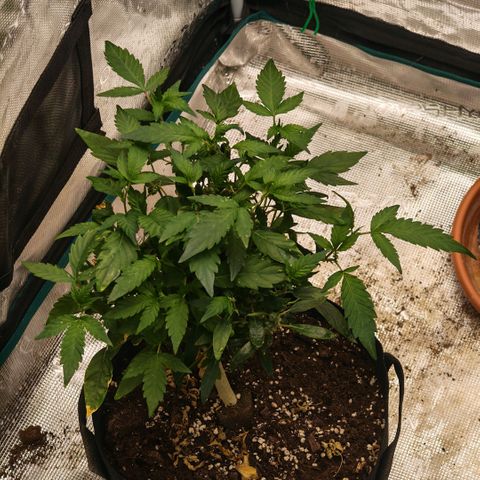 Papaya Sherbet™ growlog timeline photo