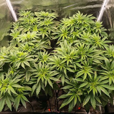 Papaya Sherbet DWC growlog timeline photo