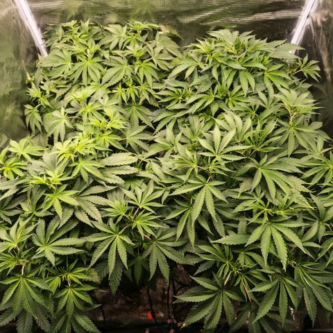 Papaya Sherbet DWC growlog timeline photo