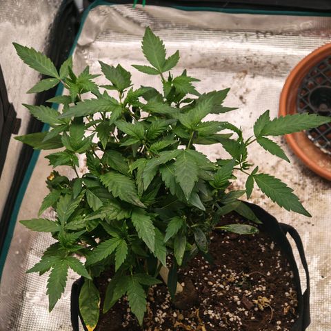 Papaya Sherbet™ growlog timeline photo