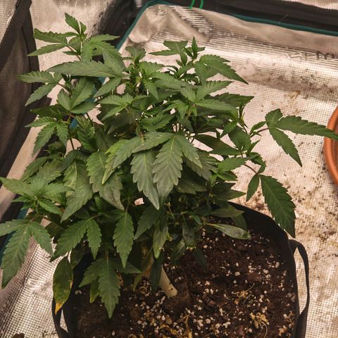 Papaya Sherbet™ growlog timeline photo