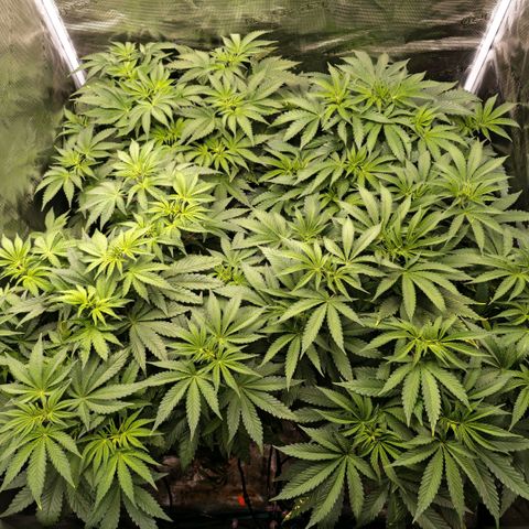 Papaya Sherbet DWC growlog timeline photo