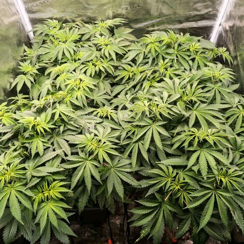 Papaya Sherbet DWC growlog timeline photo