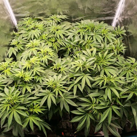 Papaya Sherbet DWC growlog timeline photo