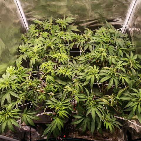 Papaya Sherbet DWC growlog timeline photo